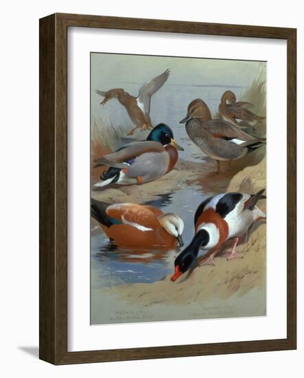 Mallard, Gadwell, Ruddy Shelduck watercolor-Archibald Thorburn-Framed Giclee Print