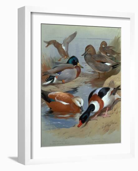 Mallard, Gadwell, Ruddy Shelduck watercolor-Archibald Thorburn-Framed Giclee Print