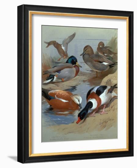 Mallard, Gadwell, Ruddy Shelduck watercolor-Archibald Thorburn-Framed Giclee Print