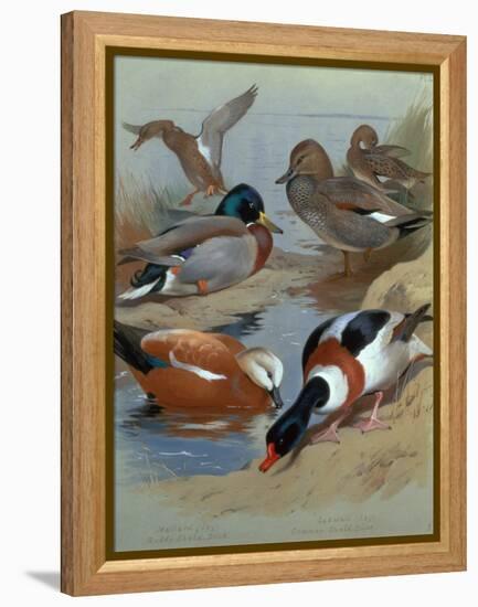 Mallard, Gadwell, Ruddy Shelduck watercolor-Archibald Thorburn-Framed Premier Image Canvas