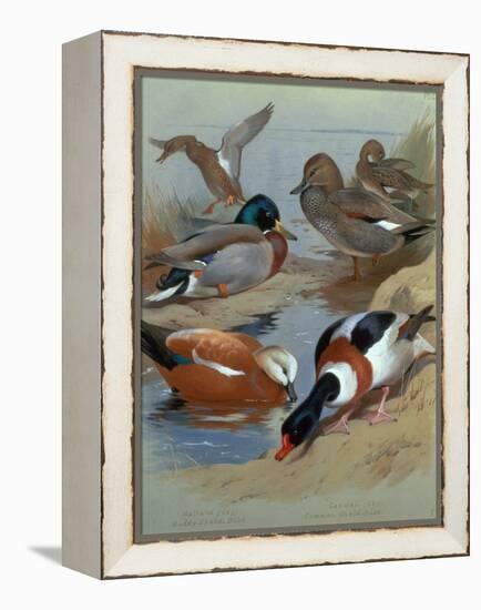 Mallard, Gadwell, Ruddy Shelduck watercolor-Archibald Thorburn-Framed Premier Image Canvas