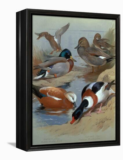 Mallard, Gadwell, Ruddy Shelduck watercolor-Archibald Thorburn-Framed Premier Image Canvas