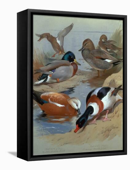 Mallard, Gadwell, Ruddy Shelduck watercolor-Archibald Thorburn-Framed Premier Image Canvas