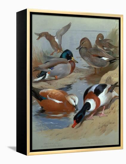 Mallard, Gadwell, Ruddy Shelduck watercolor-Archibald Thorburn-Framed Premier Image Canvas
