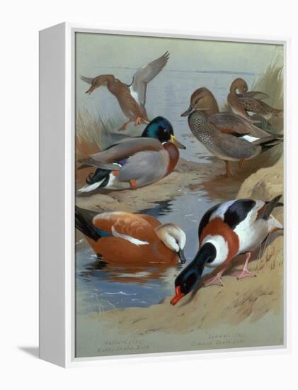 Mallard, Gadwell, Ruddy Shelduck watercolor-Archibald Thorburn-Framed Premier Image Canvas