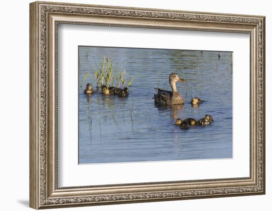 Mallard Hen with Ducklings-Ken Archer-Framed Photographic Print