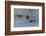 Mallard Hen with Ducklings-Ken Archer-Framed Photographic Print