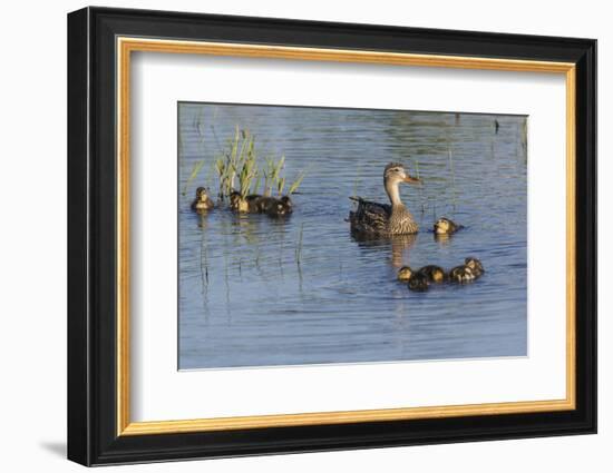 Mallard Hen with Ducklings-Ken Archer-Framed Photographic Print