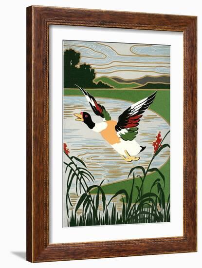 Mallard in Flight-null-Framed Art Print