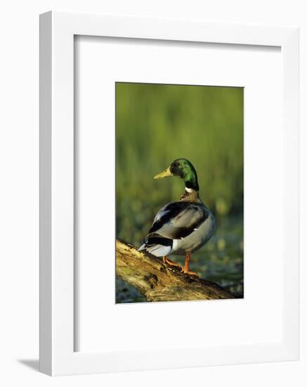 Mallard Male on Log in Wetland, Marion County, Illinois-Richard and Susan Day-Framed Photographic Print