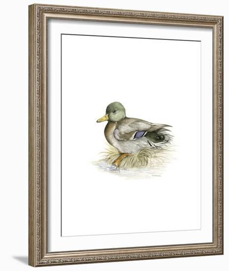 Mallard (Male)-C^T^N^ Ackland-Framed Premium Giclee Print