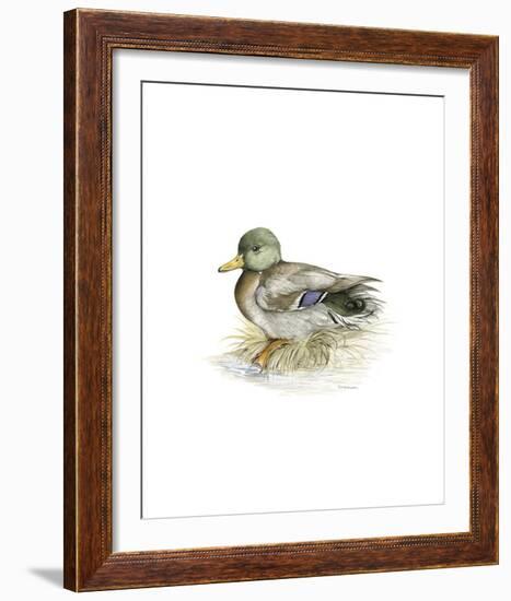 Mallard (Male)-C^T^N^ Ackland-Framed Premium Giclee Print