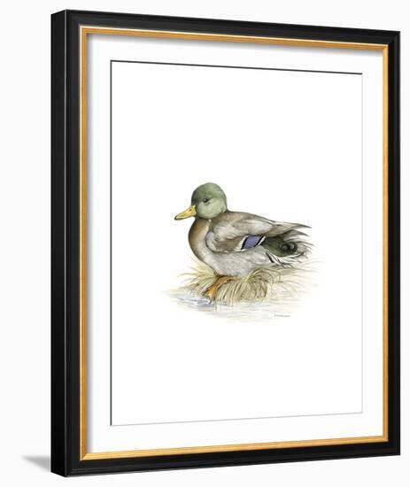 Mallard (Male)-C^T^N^ Ackland-Framed Premium Giclee Print