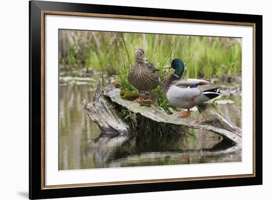 Mallard pair resting-Ken Archer-Framed Photographic Print