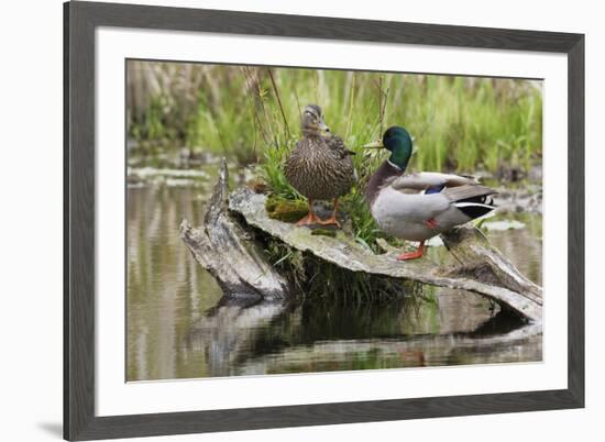 Mallard pair resting-Ken Archer-Framed Photographic Print