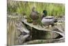 Mallard pair resting-Ken Archer-Mounted Photographic Print