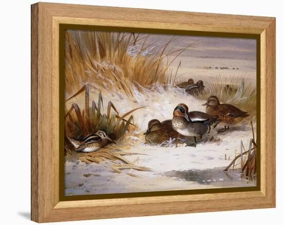 Mallard Widgeon and Snipe at the Edge of a Pool in Winter-Archibald Thorburn-Framed Premier Image Canvas