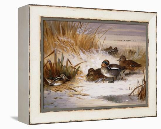 Mallard Widgeon and Snipe at the Edge of a Pool in Winter-Archibald Thorburn-Framed Premier Image Canvas