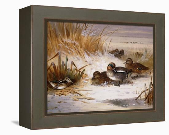 Mallard Widgeon and Snipe at the Edge of a Pool in Winter-Archibald Thorburn-Framed Premier Image Canvas