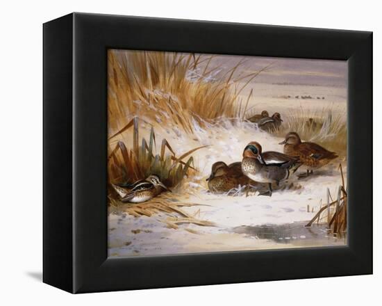 Mallard Widgeon and Snipe at the Edge of a Pool in Winter-Archibald Thorburn-Framed Premier Image Canvas