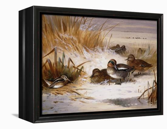 Mallard Widgeon and Snipe at the Edge of a Pool in Winter-Archibald Thorburn-Framed Premier Image Canvas