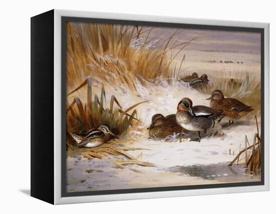 Mallard Widgeon and Snipe at the Edge of a Pool in Winter-Archibald Thorburn-Framed Premier Image Canvas