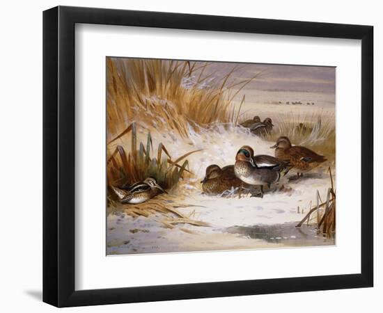 Mallard Widgeon and Snipe at the Edge of a Pool in Winter-Archibald Thorburn-Framed Giclee Print