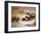 Mallard Widgeon and Snipe at the Edge of a Pool in Winter-Archibald Thorburn-Framed Giclee Print