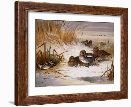 Mallard Widgeon and Snipe at the Edge of a Pool in Winter-Archibald Thorburn-Framed Giclee Print