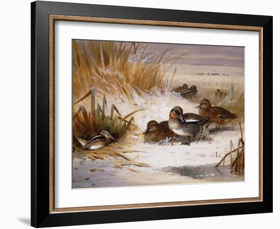 Mallard Widgeon and Snipe at the Edge of a Pool in Winter-Archibald Thorburn-Framed Giclee Print