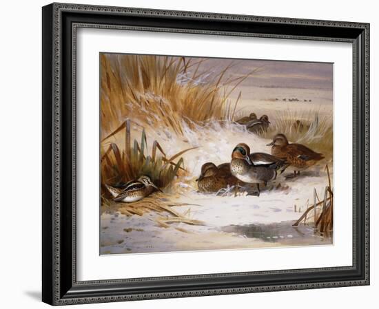 Mallard Widgeon and Snipe at the Edge of a Pool in Winter-Archibald Thorburn-Framed Giclee Print