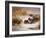 Mallard Widgeon and Snipe at the Edge of a Pool in Winter-Archibald Thorburn-Framed Giclee Print