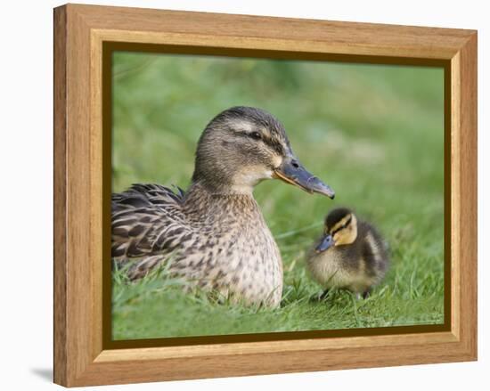 Mallard with Duckling, Martin Mere, Wildfowl and Wetland Trust Reserve, England, United Kingdom-Ann & Steve Toon-Framed Premier Image Canvas