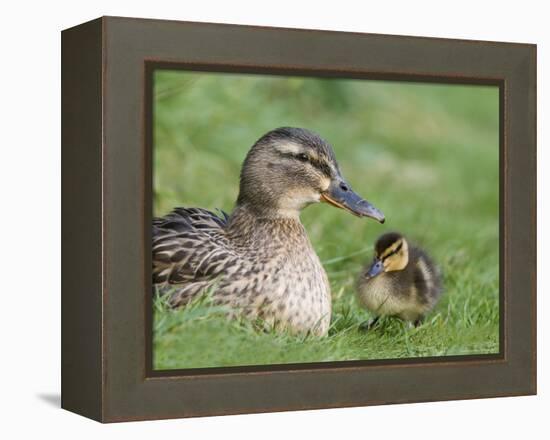 Mallard with Duckling, Martin Mere, Wildfowl and Wetland Trust Reserve, England, United Kingdom-Ann & Steve Toon-Framed Premier Image Canvas
