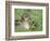 Mallard with Duckling, Martin Mere, Wildfowl and Wetland Trust Reserve, England, United Kingdom-Ann & Steve Toon-Framed Photographic Print