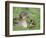 Mallard with Duckling, Martin Mere, Wildfowl and Wetland Trust Reserve, England, United Kingdom-Ann & Steve Toon-Framed Photographic Print