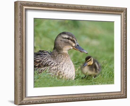 Mallard with Duckling, Martin Mere, Wildfowl and Wetland Trust Reserve, England, United Kingdom-Ann & Steve Toon-Framed Photographic Print