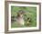 Mallard with Duckling, Martin Mere, Wildfowl and Wetland Trust Reserve, England, United Kingdom-Ann & Steve Toon-Framed Photographic Print