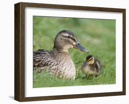 Mallard with Duckling, Martin Mere, Wildfowl and Wetland Trust Reserve, England, United Kingdom-Ann & Steve Toon-Framed Photographic Print