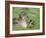 Mallard with Duckling, Martin Mere, Wildfowl and Wetland Trust Reserve, England, United Kingdom-Ann & Steve Toon-Framed Photographic Print