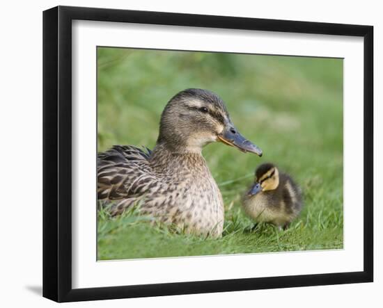 Mallard with Duckling, Martin Mere, Wildfowl and Wetland Trust Reserve, England, United Kingdom-Ann & Steve Toon-Framed Photographic Print