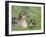 Mallard with Duckling, Martin Mere, Wildfowl and Wetland Trust Reserve, England, United Kingdom-Ann & Steve Toon-Framed Photographic Print