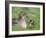 Mallard with Duckling, Martin Mere, Wildfowl and Wetland Trust Reserve, England, United Kingdom-Ann & Steve Toon-Framed Photographic Print