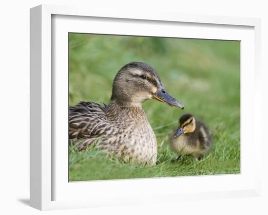 Mallard with Duckling, Martin Mere, Wildfowl and Wetland Trust Reserve, England, United Kingdom-Ann & Steve Toon-Framed Photographic Print