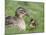 Mallard with Duckling, Martin Mere, Wildfowl and Wetland Trust Reserve, England, United Kingdom-Ann & Steve Toon-Mounted Photographic Print