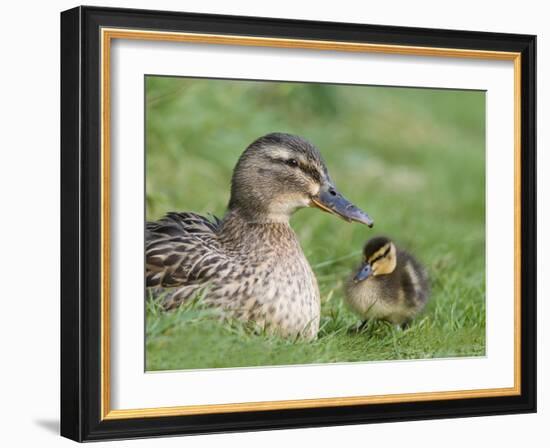 Mallard with Duckling, Martin Mere, Wildfowl and Wetland Trust Reserve, England, United Kingdom-Ann & Steve Toon-Framed Photographic Print