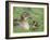 Mallard with Duckling, Martin Mere, Wildfowl and Wetland Trust Reserve, England, United Kingdom-Ann & Steve Toon-Framed Photographic Print