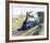 Mallard-Terence Cuneo-Framed Premium Giclee Print