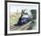 Mallard-Terence Cuneo-Framed Premium Giclee Print