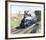 Mallard-Terence Cuneo-Framed Premium Giclee Print